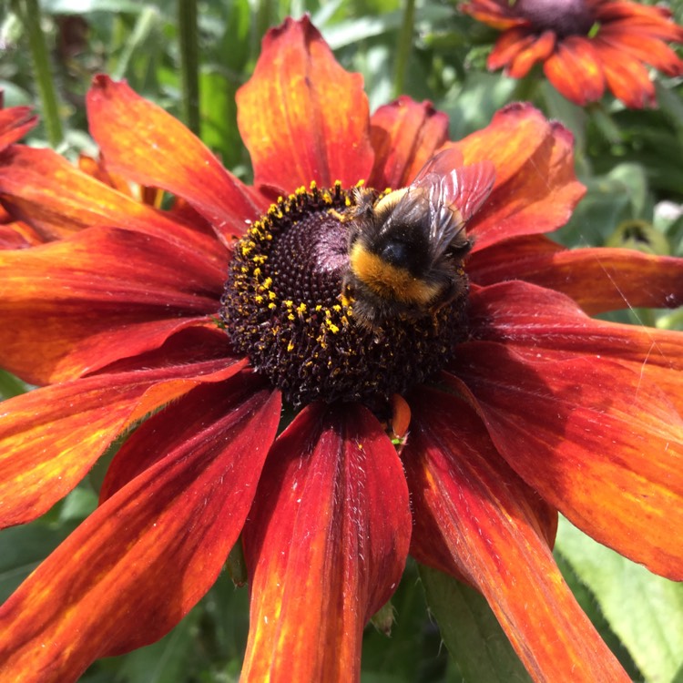 Plant image Rudbeckia 'Et Rdb 03' (Summerina Series)