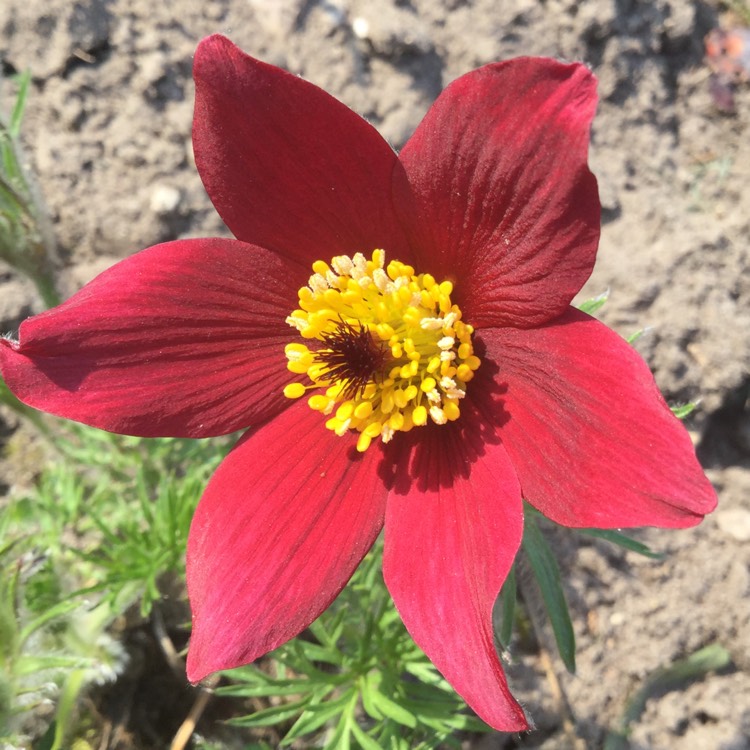 Plant image Pulsatilla rubra syn. Pulsatilla vulgaris 'Rubra'