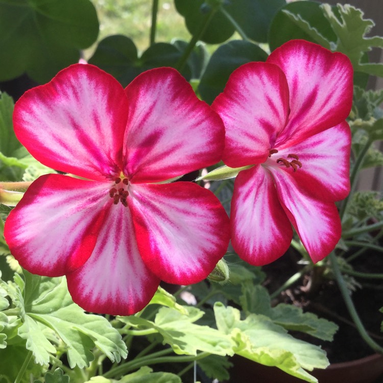 Plant image Pelargonium 'Pachafmag' (Happy Face Series) syn. Pelargonium 'Happy Face Magenta'