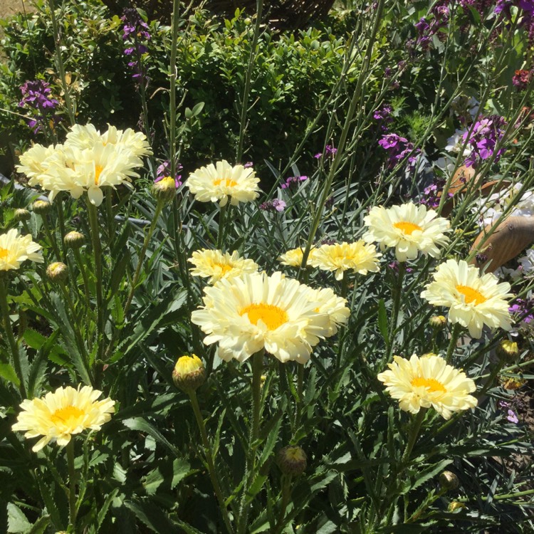 Plant image Leucanthemum x superbum 'Real Dream'