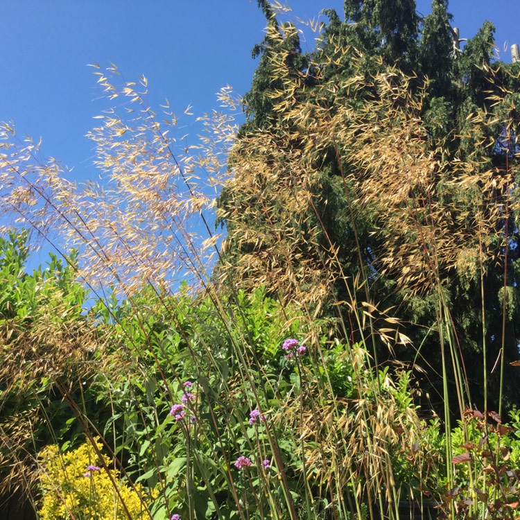 Plant image Stipa Gigantea