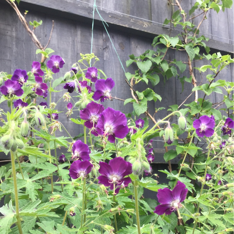 Plant image Geranium himalayense 'Gravetye'