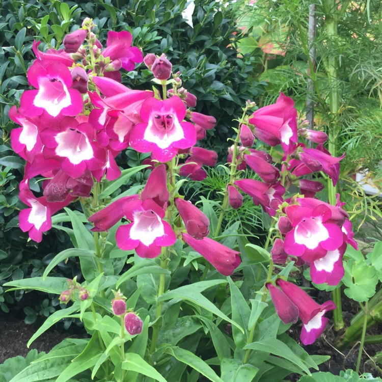 Plant image Penstemon 'Phoenix Magenta'