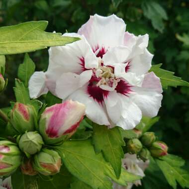 Rose of Sharon 'Lady Stanley'