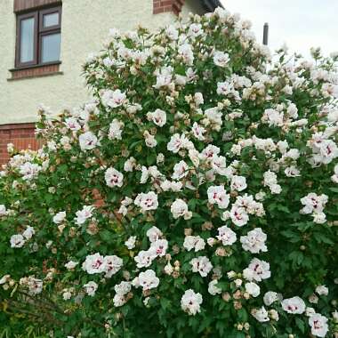 Rose of Sharon 'Lady Stanley'