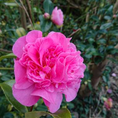 Camellia