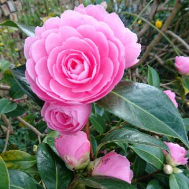 Camellia