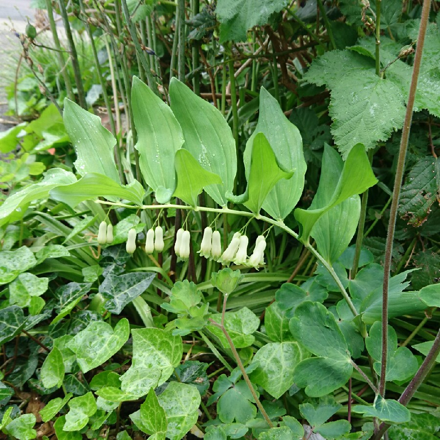 Solomon's seal