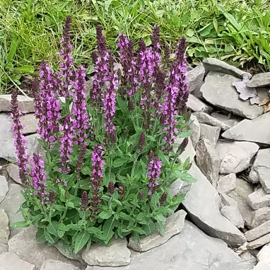 Plant image Salvia x sylvestris 'Blauhugel' syn. Salvia nemorosa 'Blue Mound', Salvia nemorosa 'Blauhugel', Salvia 'Blue Hills'