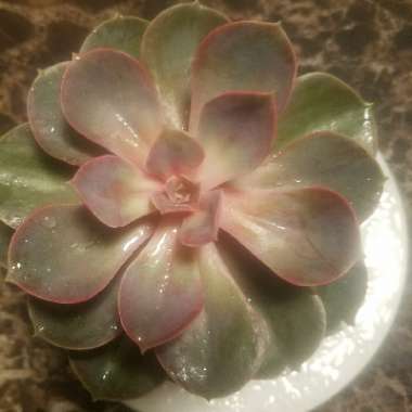 Echeveria 'Perle Von Nurnberg'