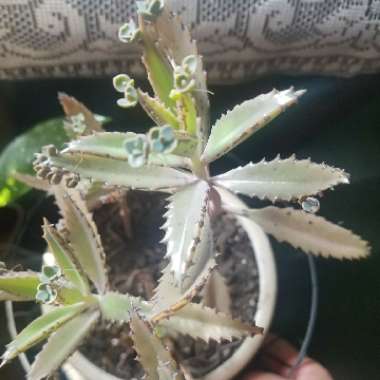 Kalanchoe daigremontiana syn. Bryophyllum daigremontianum