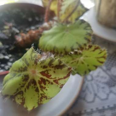 Begonia Bowerae Tiger