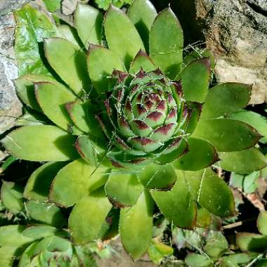 Sempervivum 'Calcareum Atropurpureum'