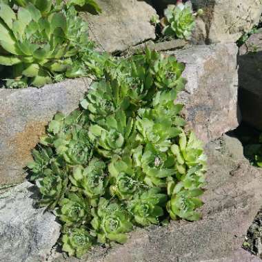 Sempervivum 'Calcareum Atropurpureum'