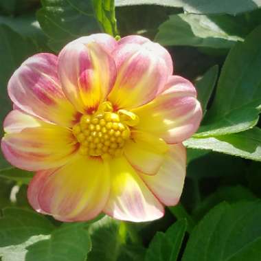 Dahlia 'Dahlinova Hypnotica Rose Bicolor' (Bedding)