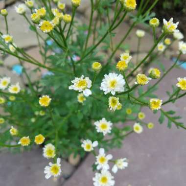 Feverfew