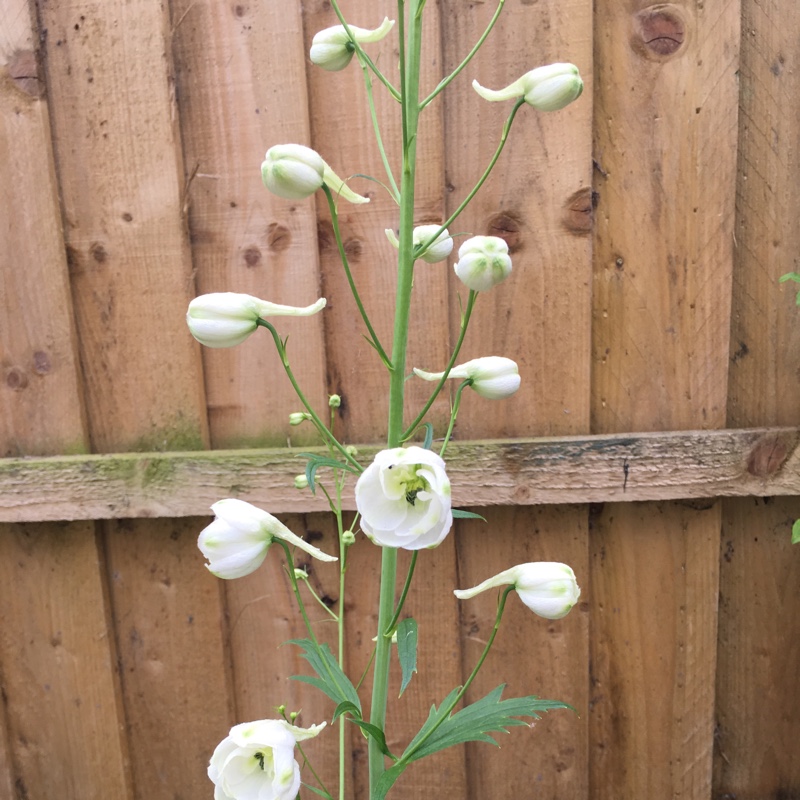 Plant image Delphinium elatum 'Butterball'