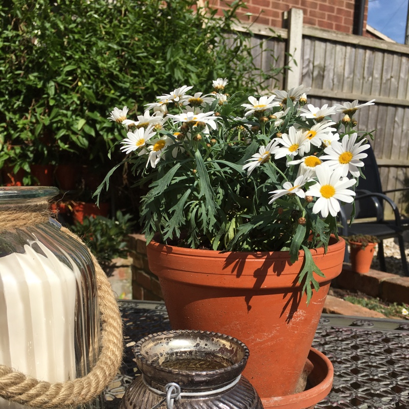 Plant image Argyranthemum 'Bonmadprose'