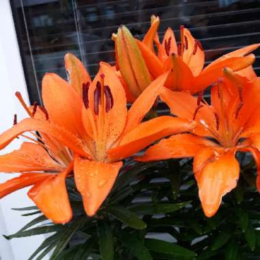 Lily 'Orange Joy' (Asiatic)