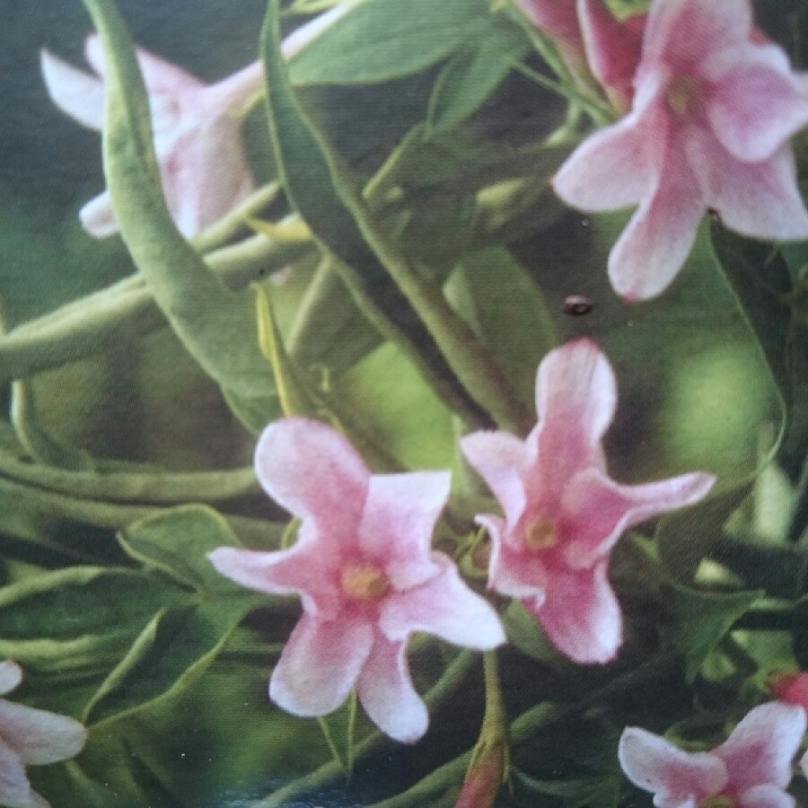 Plant image Jasminum x stephanense