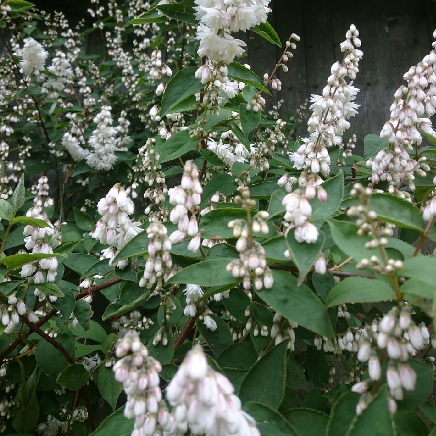 Fuzzy Deutzia 'Candidissima'