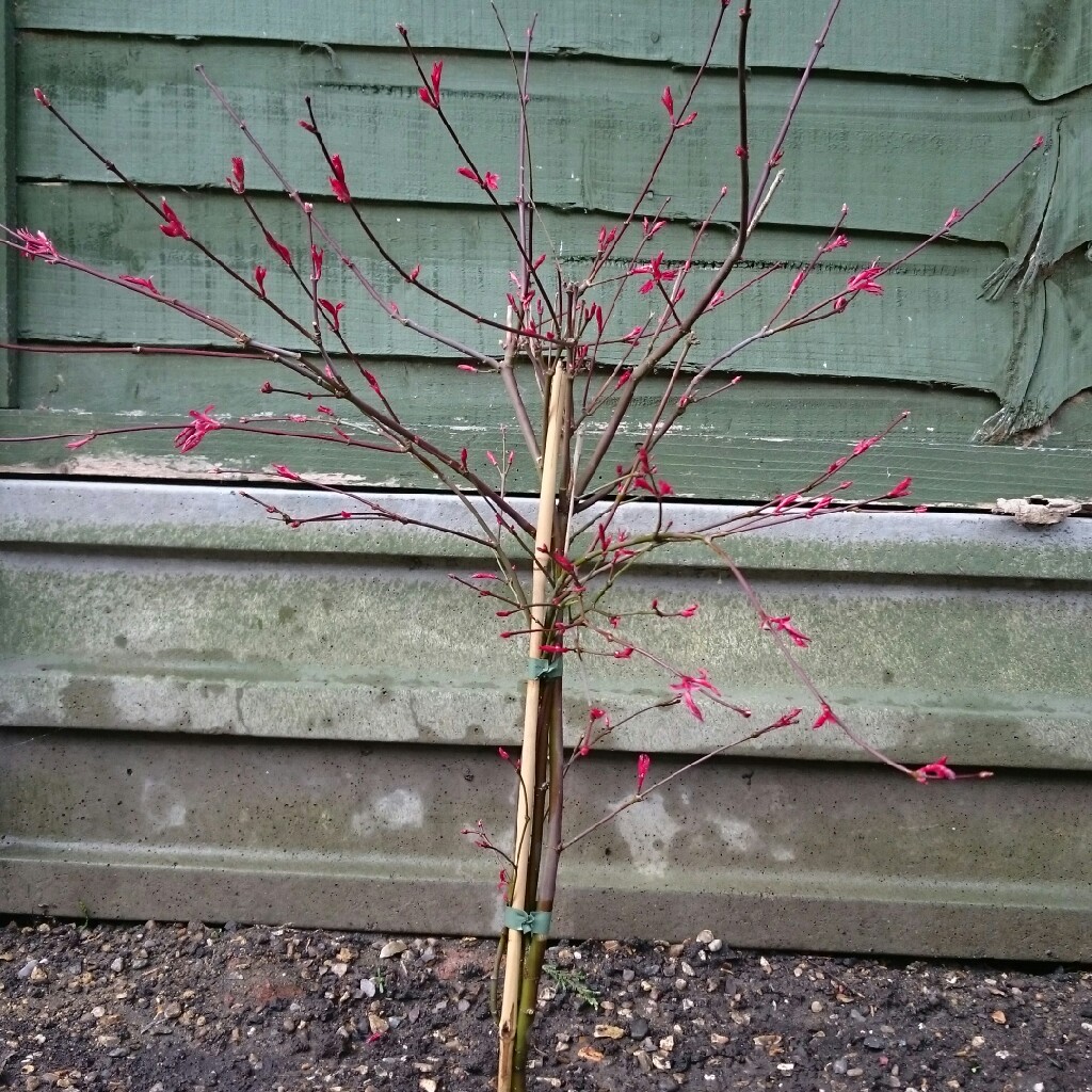 Plant image Acer Palmatum 'Crippsii'