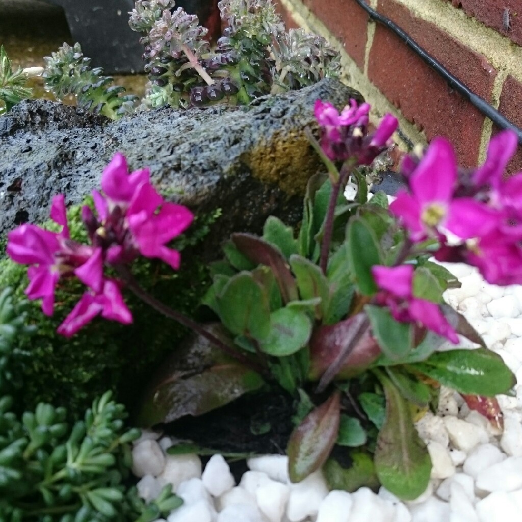 Plant image Arabis blepharophylla 'Rose Delight'