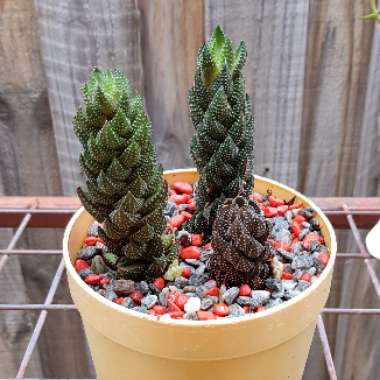 Haworthiopsis coarctata var. adelaidensis syn. Haworthia coarctata var. adelaidensis