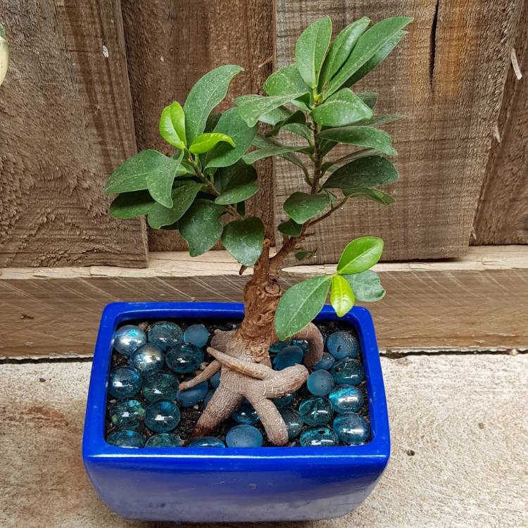 Plant image Ficus formosana (Bonsai)