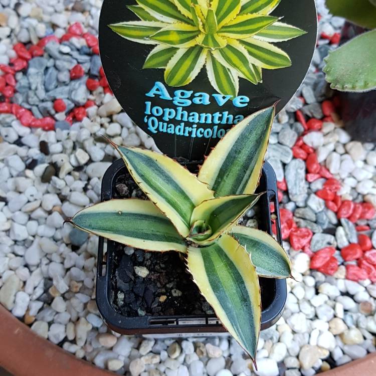 Plant image Agave lopthana 'Quadricolour'