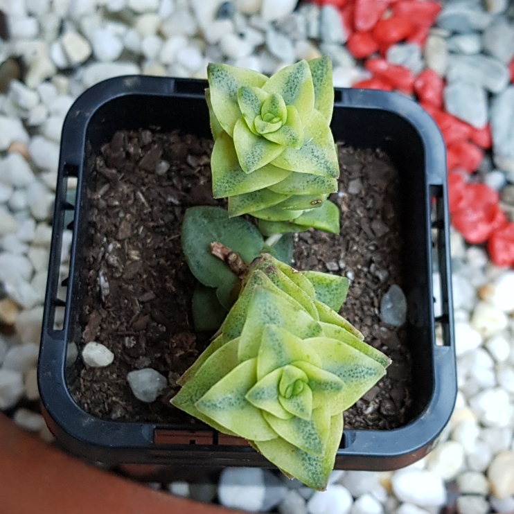 Plant image Crassula Perforata Variegata