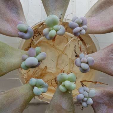 Graptopetalum Amethystinum