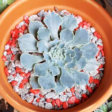 Echeveria Shaviana