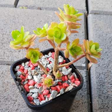 Sedum 'Kimnachii'