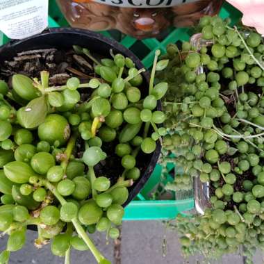 Curio Herreanus syn. Senecio Herreanus