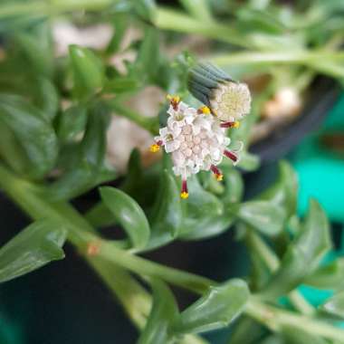 Senecio Peregrinus