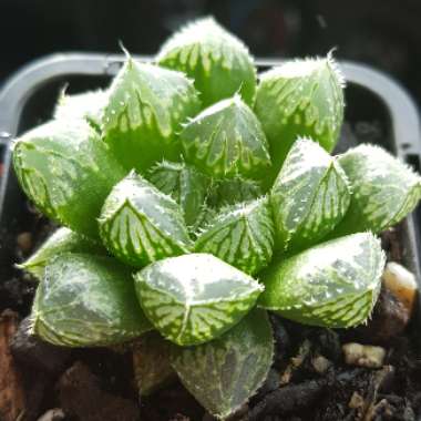 Haworthia Mirrorball