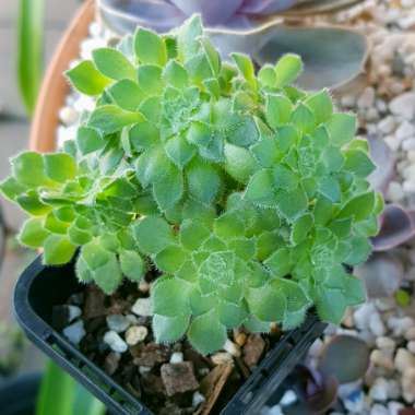 Aeonium Tabulaefoeme f. Cristata