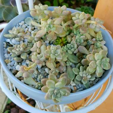 Graptopetalum Mendozae