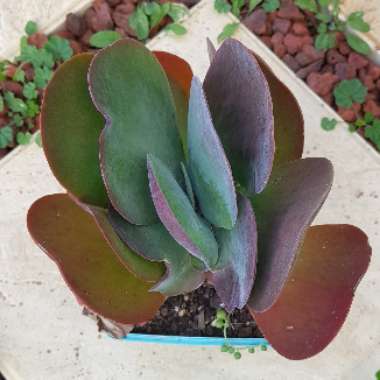 Kalanchoe luciae 'Flapjack'