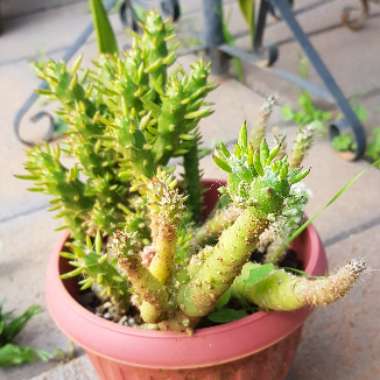 Austrocylindropuntia subulata F. Monstrosa