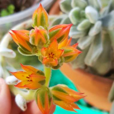 Echeveria Pulvinata var. Frigida