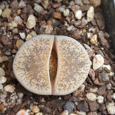 Lithops