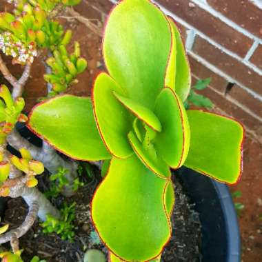 Cotyledon orbiculata var. oblonga 'Macrantha'