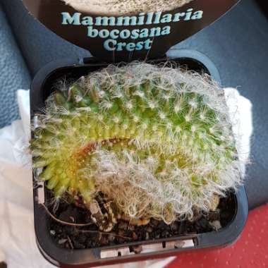 Mammillaria bocasana 'Crested'