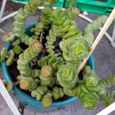 Crassula rupestris subsp. marnieriana