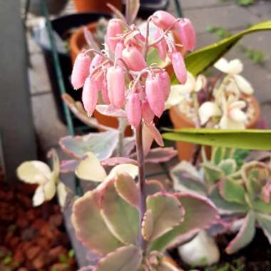 Kalanchoe fedtschenkoi 'Variegata'