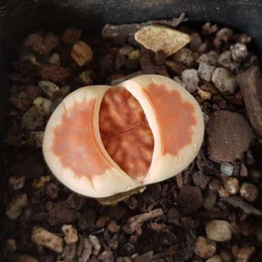 Lithops Karasmontana Lateritia