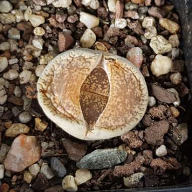 Lithops