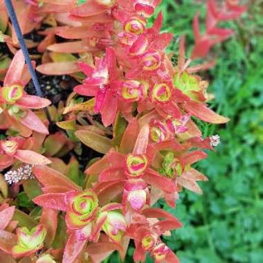 Crassula capitella 'Campfire'